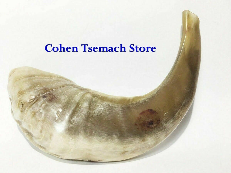 Ram SHOFAR Horn Kosher Natural 12"-14" Judaica