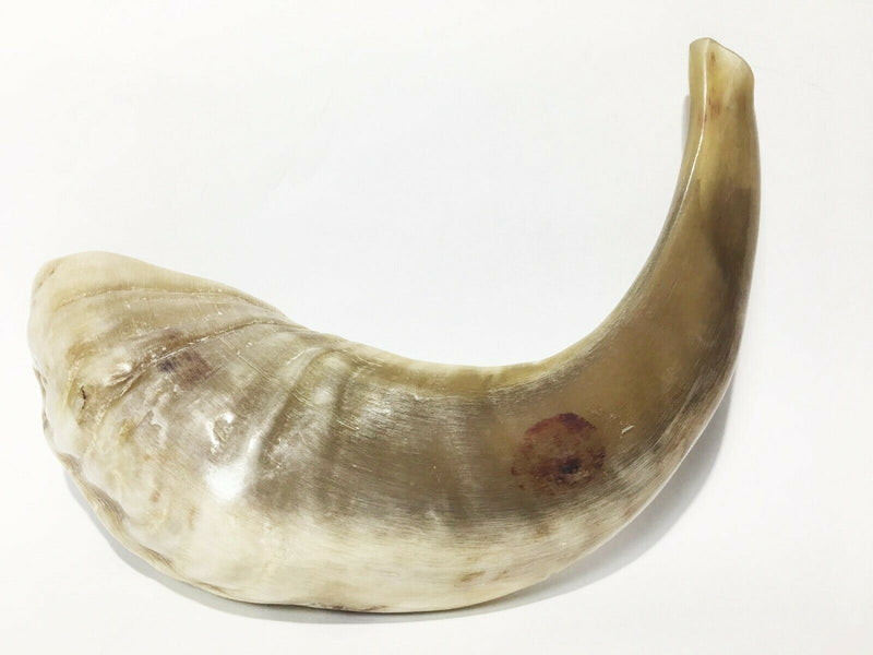 Ram SHOFAR Horn Kosher Natural 12"-14" Judaica