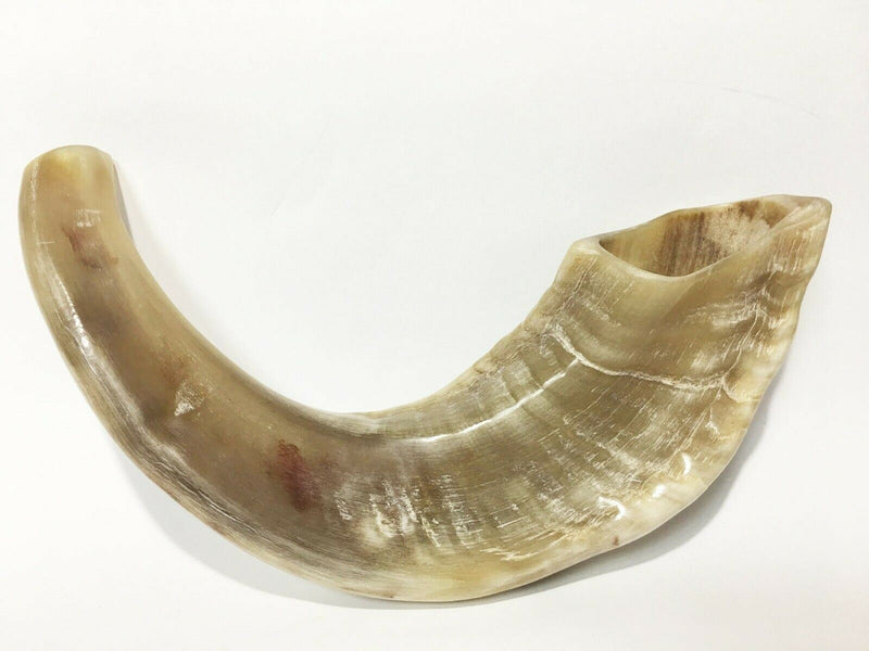 Ram SHOFAR Horn Kosher Natural 12"-14" Judaica