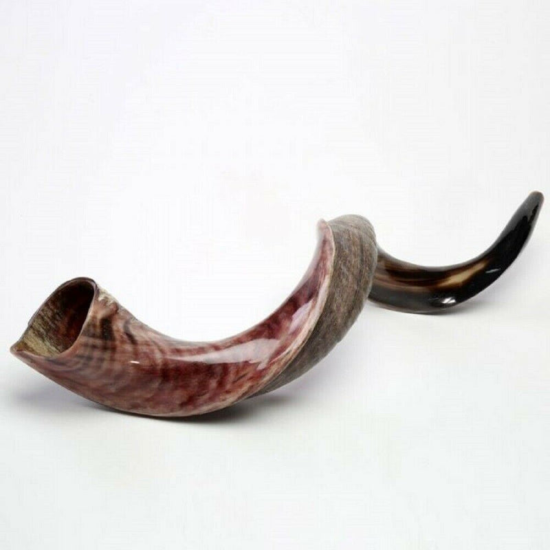 Sale For Yemenite shofar kudu horn Chofar 49." (125CM) Half Natural VERY RARE!!