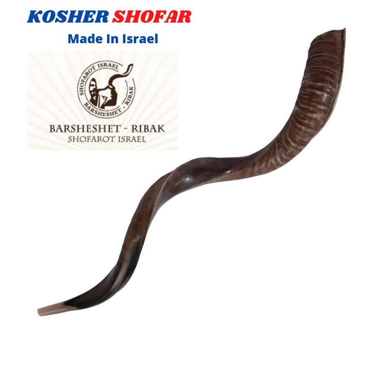 41'' half polished kosher kudu horn shofar.Starting Notes: E+-,F+-,G+