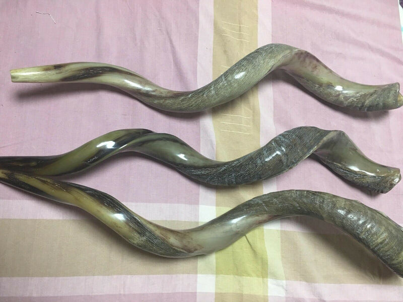 41'' half polished kosher kudu horn shofar.Starting Notes: E+-,F+-,G+