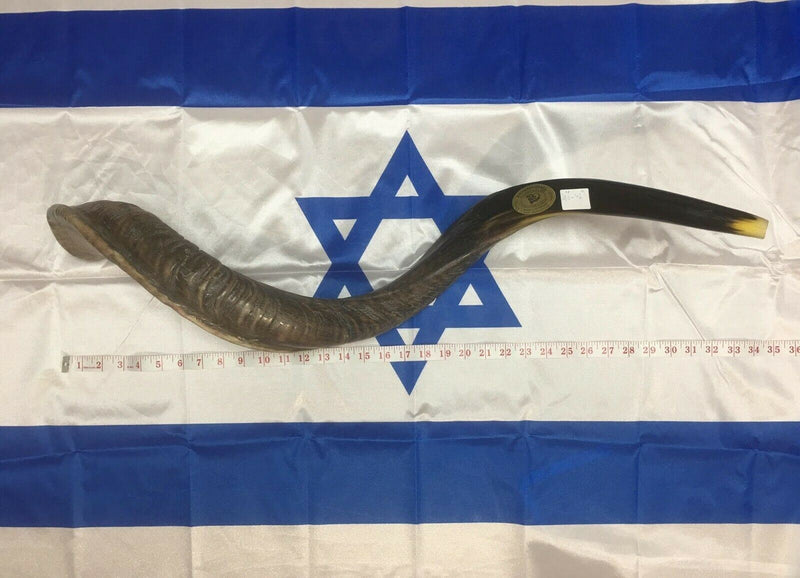 41'' half polished kosher kudu horn shofar.Starting Notes: E+-,F+-,G+