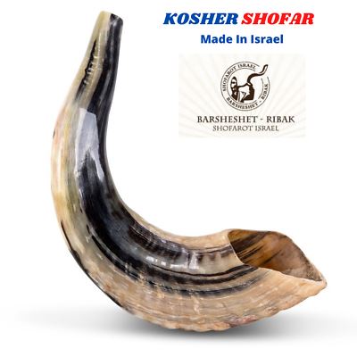 Natural Ram Horn Shofar with Curved Top and Ridges