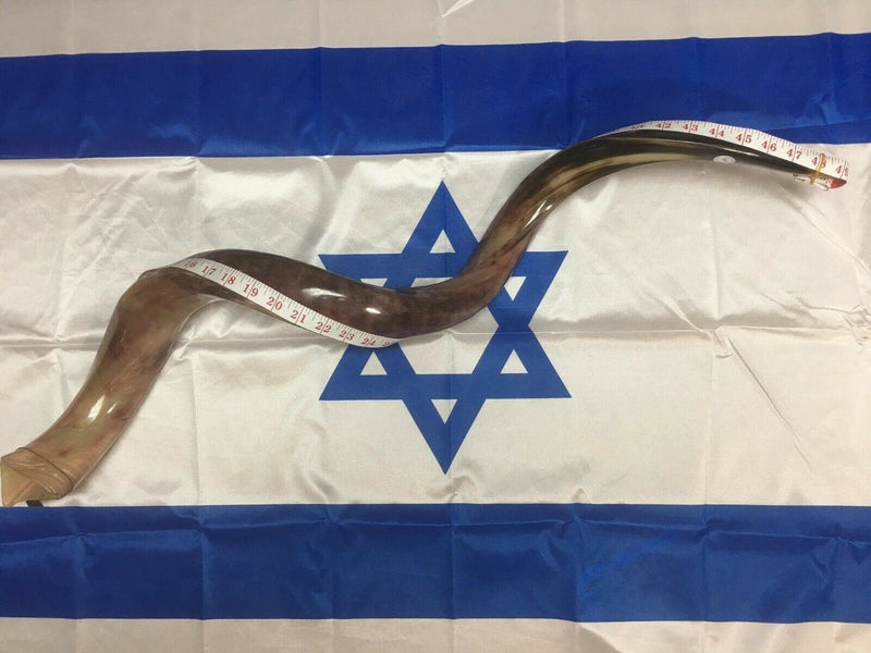 Kudu Yemenite HORN SHOFAR Kosher full Polished approx 49"