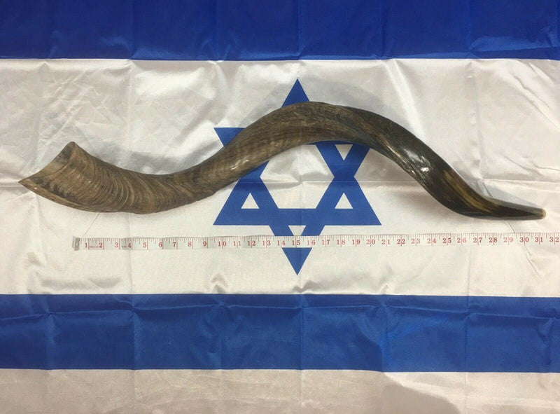 Kudu Yemenite HORN SHOFAR Kosher HELF Polished approx 45"-46"