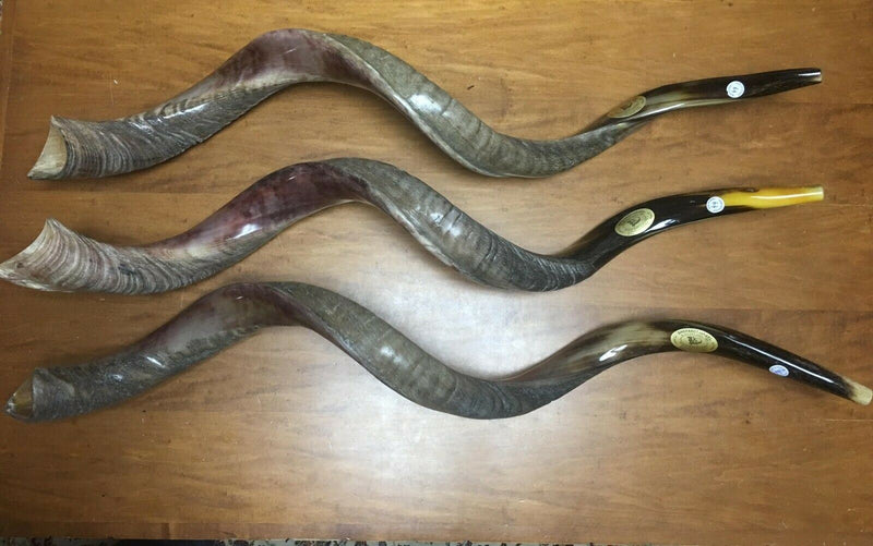 Kudu Yemenite HORN SHOFAR Kosher HELF Polished approx 45"-46"