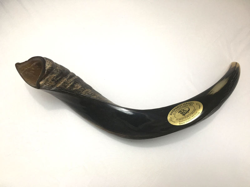 Yemenite Kudu Horn Shofar 20''-22'' New Kosher Helf Polish