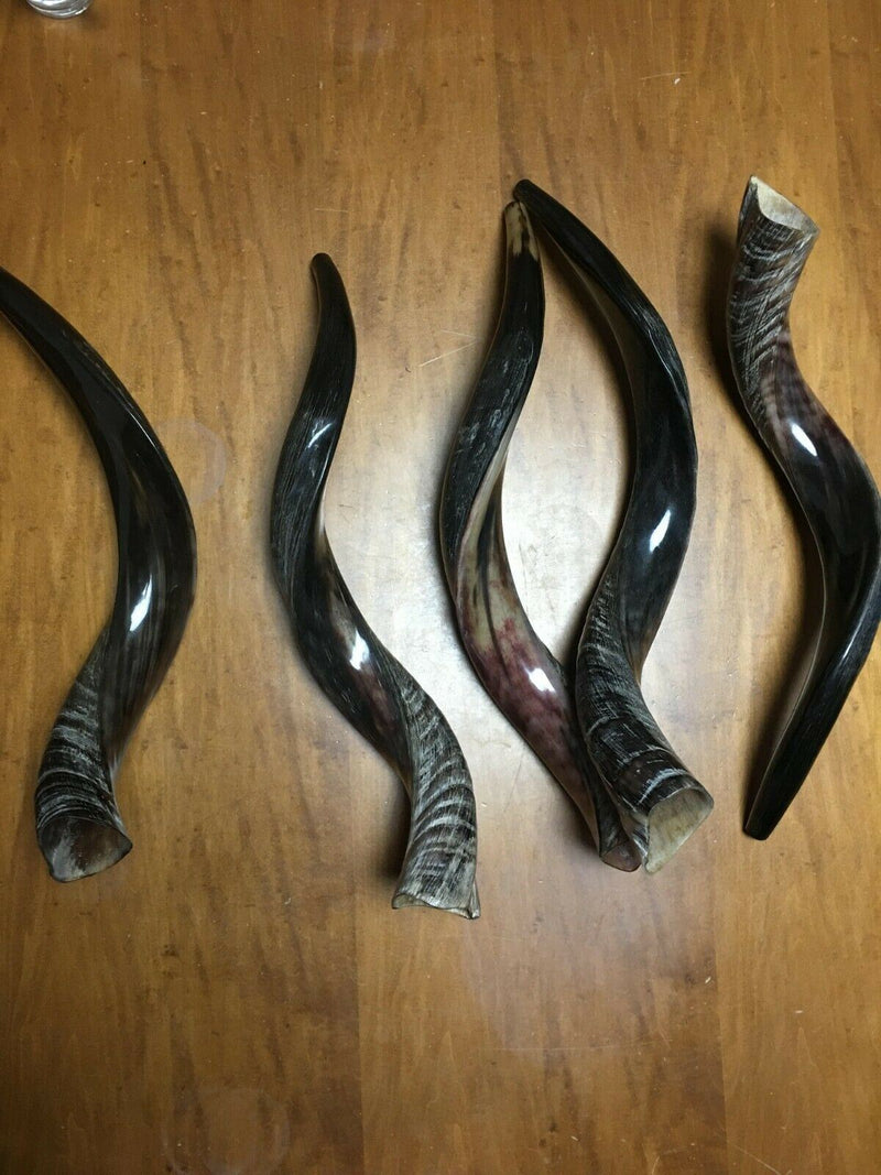 Yemenite Kudu Horn Shofar 20''-22'' New Kosher Helf Polish