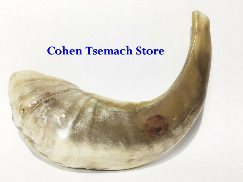 Ram SHOFAR Horn Kosher Natural 12"-14"