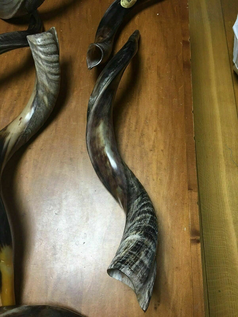 Yemenite Kudu Horn Shofar 28''-31" KOSHER Helf Polish judaica israel