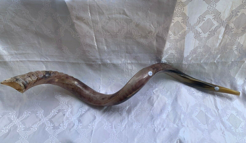 Sale For Yemenite BIG shofar kudu horn Chofar 53” polish VERY RARE!!