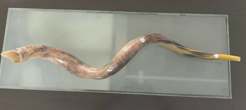 Sale For Yemenite BIG shofar kudu horn Chofar 53” polish VERY RARE!!