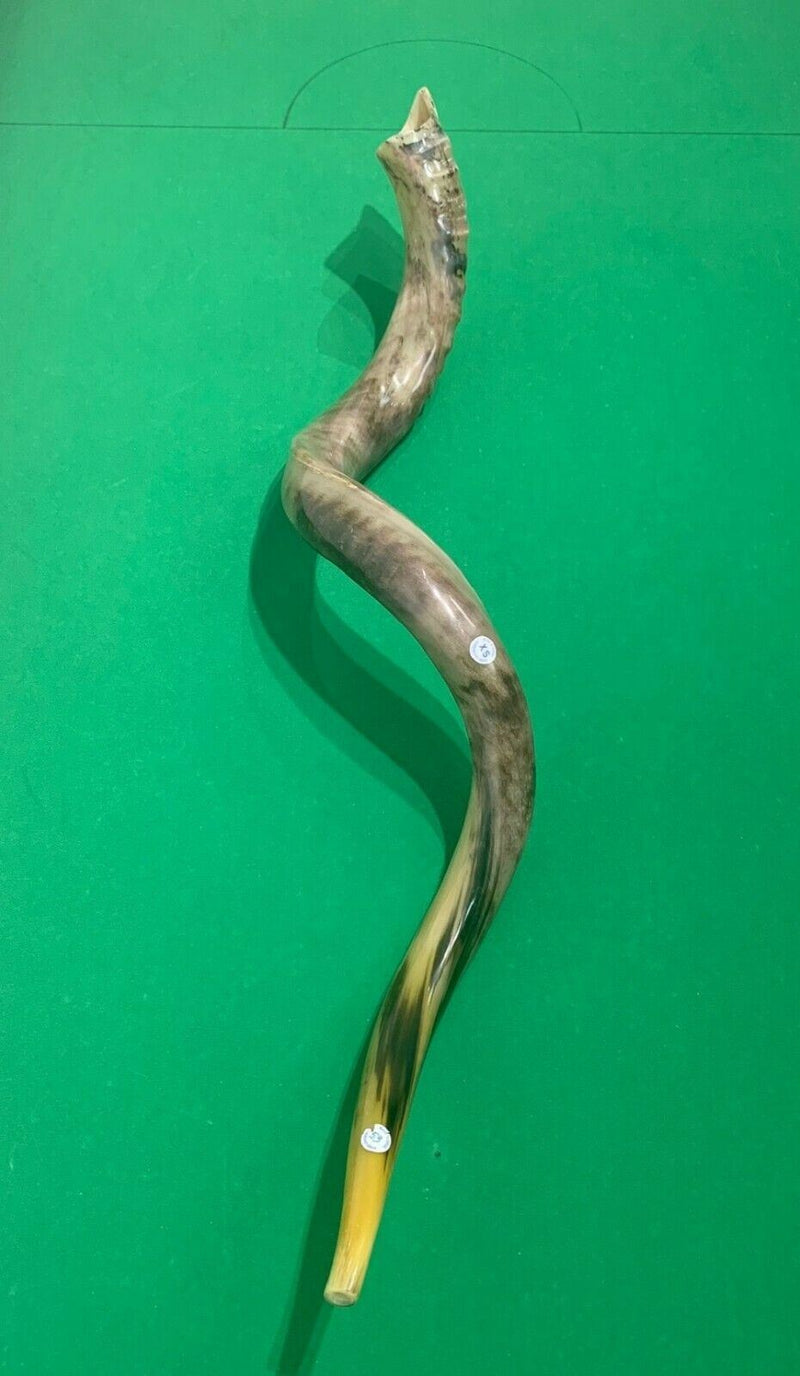 Sale For Yemenite BIG shofar kudu horn Chofar 53” polish VERY RARE!!