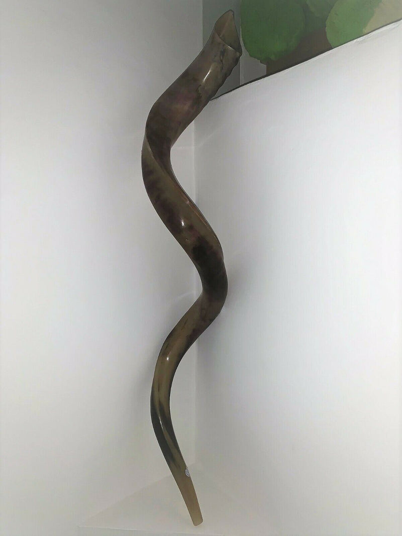 Sale For Yemenite BIG shofar kudu horn Chofar 53” polish VERY RARE!!