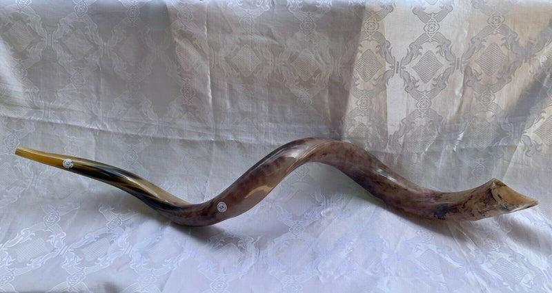 Sale For Yemenite BIG shofar kudu horn Chofar 53” polish VERY RARE!!