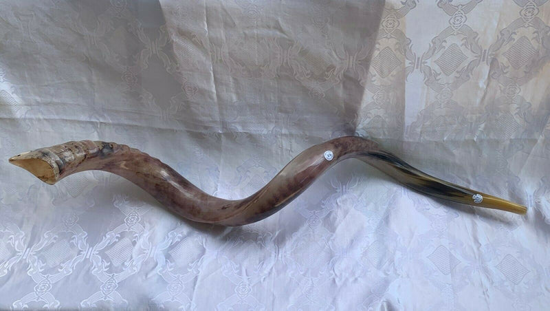 Sale For Yemenite BIG shofar kudu horn Chofar 53” polish VERY RARE!!