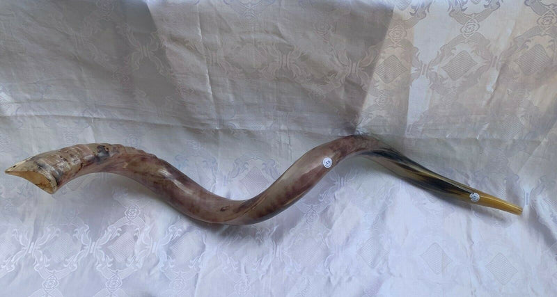 Sale For Yemenite BIG shofar kudu horn Chofar 53” polish VERY RARE!!