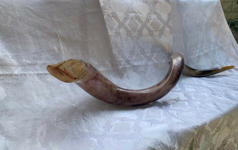 Sale For Yemenite BIG shofar kudu horn Chofar 53” polish VERY RARE!!