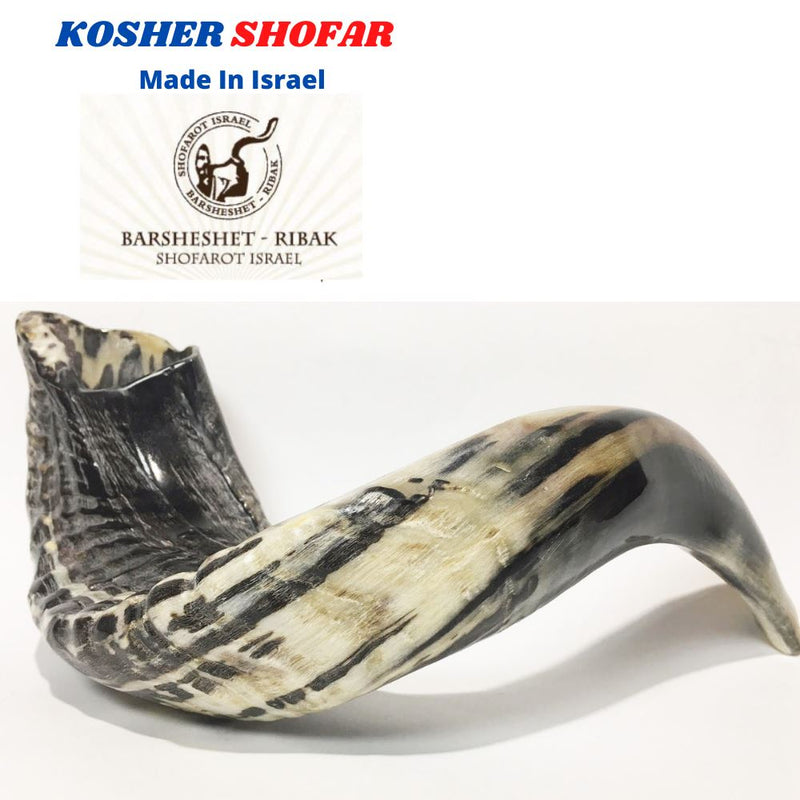 Natural Ram Horn Shofar with Curved Top and Ridges Ship From Israel 11"