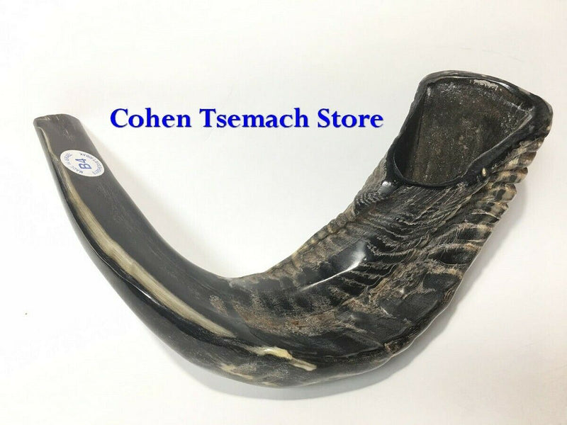 Natural Ram Horn Shofar with Curved Top and Ridges Ship From Israel 11"