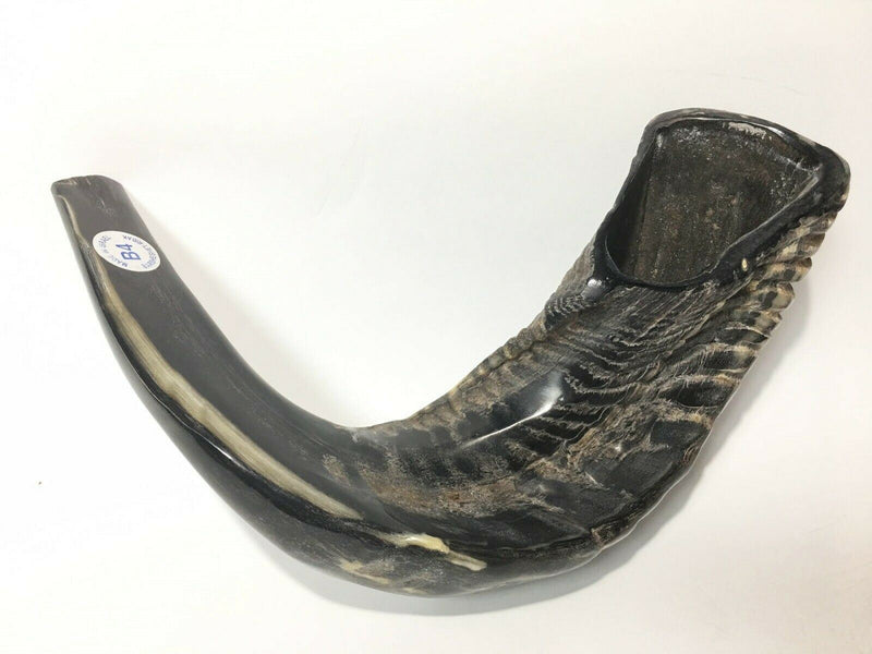 Natural Ram Horn Shofar with Curved Top and Ridges Ship From Israel 11"