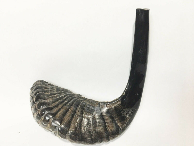 Natural Ram Horn Shofar with Curved Top and Ridges Ship From Israel 11"