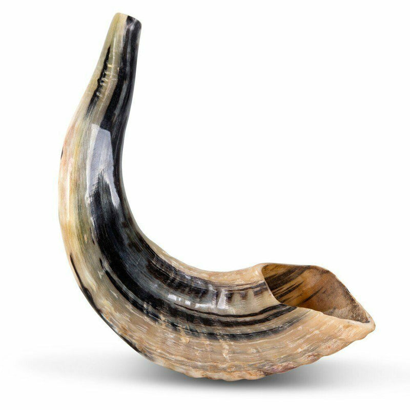 Natural Ram Horn Shofar with Curved Top and Ridges Ship From Israel 11"