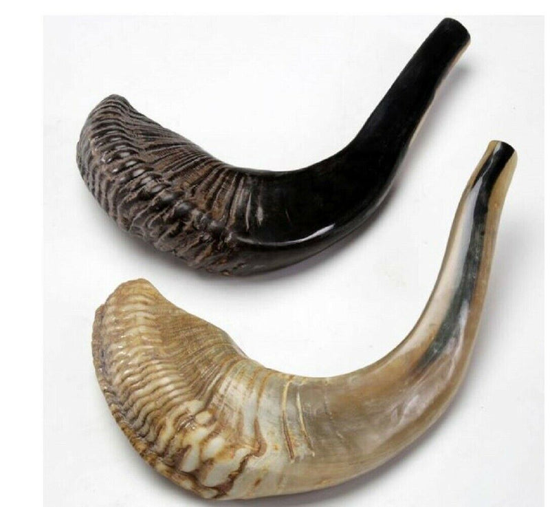 Natural Ram Horn Shofar with Curved Top and Ridges Ship From Israel 11"