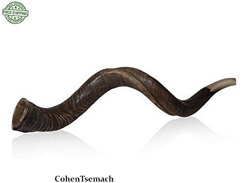 19" Natural Authentic Kosher Yemenite Kudu Horn Shofar Jewish - Israel