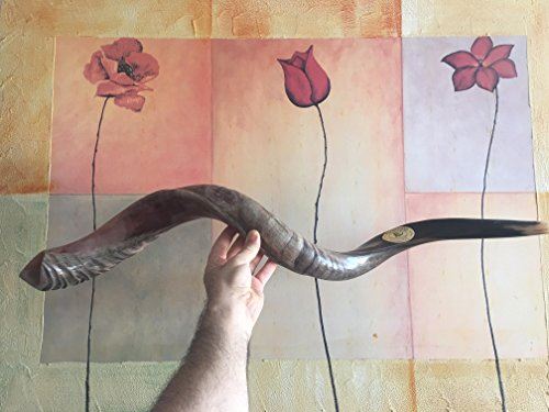 32-"34" Natural Authentic Kosher Yemenite Kudu Horn Shofar Jewish - Israel