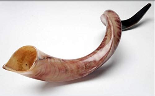 Jumbo Huge 41" Kudu Yemenite Horn Shofar Kosher All Polished