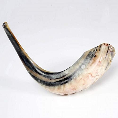 Kosher Black Polished Rams Horn Shofar Size 15"