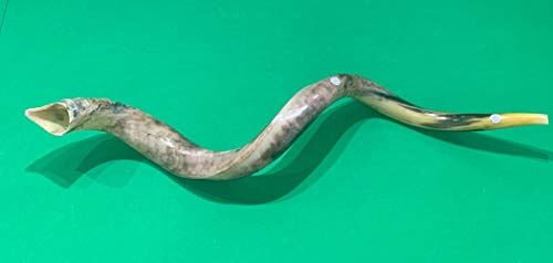 Sale For Yemenite BIG shofar kudu horn Chofar 53" Full polish VERY RARE!!