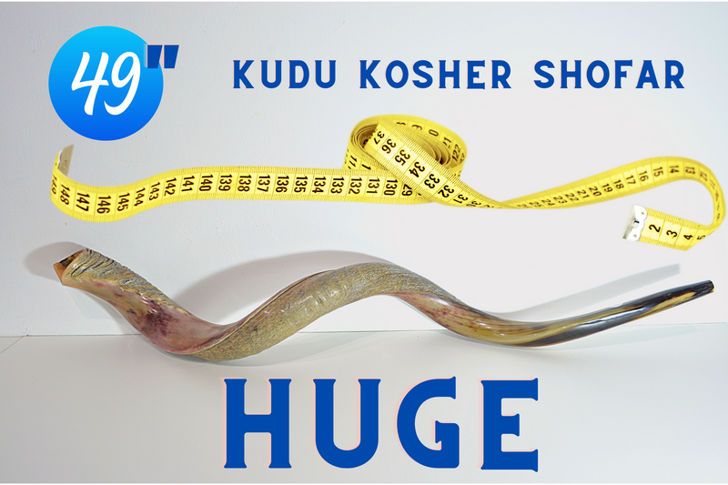 Jumbo Huge 49" Kudu Yemenite Horn Shofar Kosher Helf Polished
