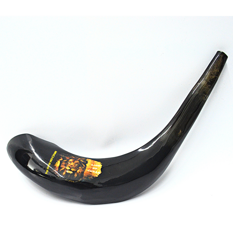 Amazing Ram Horn Shofar 15"-17" - Lion Of Judah Shofar pray for the peace of Jerusalem handmade from Holyland