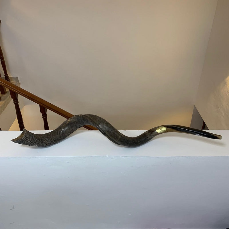 Sale For Yemenite BIG shofar kudu horn Chofar 53" Full polish VERY RARE!!