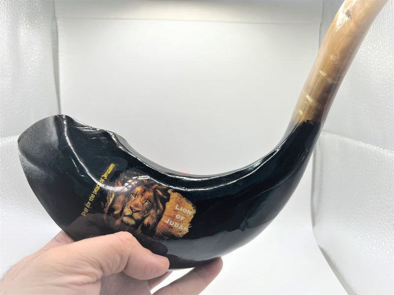 Amazing Ram Horn Shofar 15"-17" - Lion Of Judah Shofar pray for the peace of Jerusalem handmade from Holyland