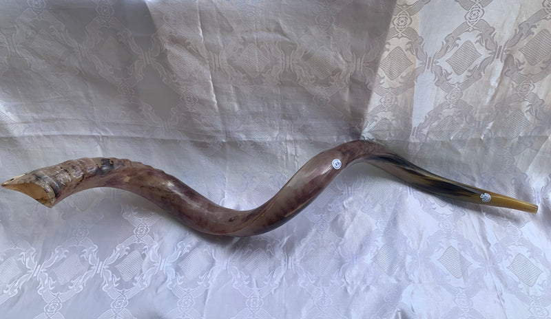 Sale For Yemenite BIG shofar kudu horn Chofar 53" Full polish VERY RARE!!