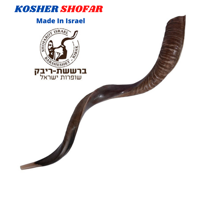 Sale For Yemenite BIG shofar kudu horn Chofar 53" Full polish VERY RARE!!