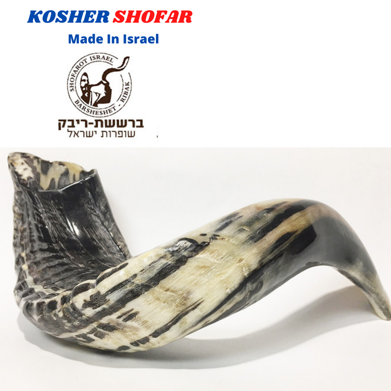 SHOFAR Ram Horn ISRAEL 10"-13" Kosher Natural NEW