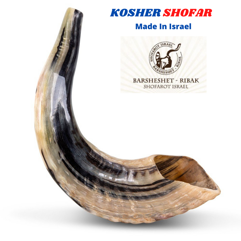 SHOFAR Ram Horn ISRAEL 10"-13" Kosher Natural NEW