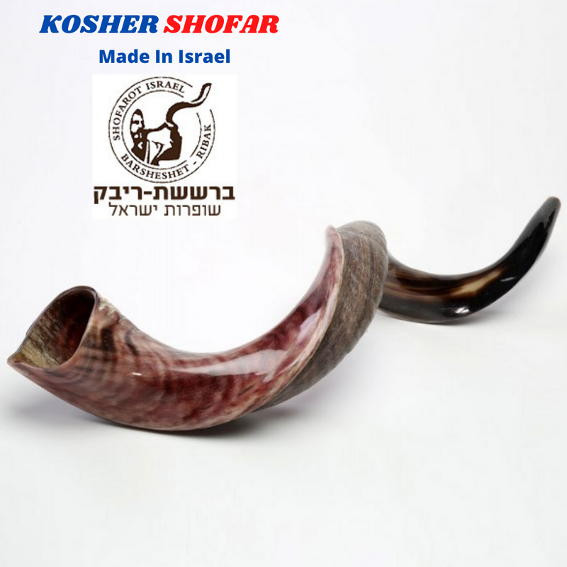 Sale For Yemenite shofar kudu horn Chofar 49." (125CM) Half Natural VERY RARE!!