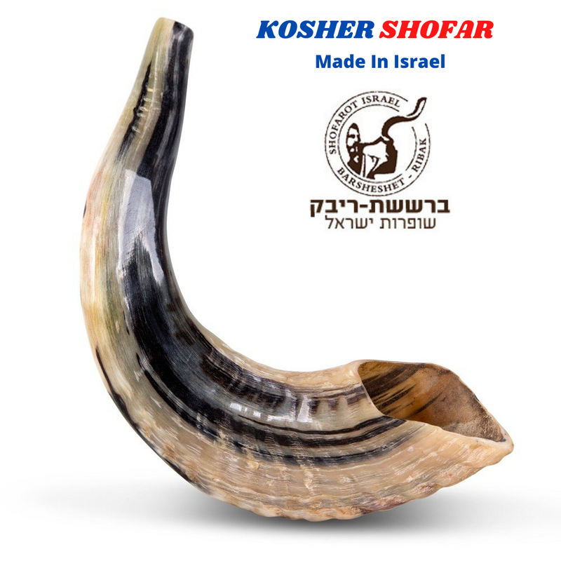 SHOFAR Ram Horn ISRAEL 10"-13" Kosher Natural NEW