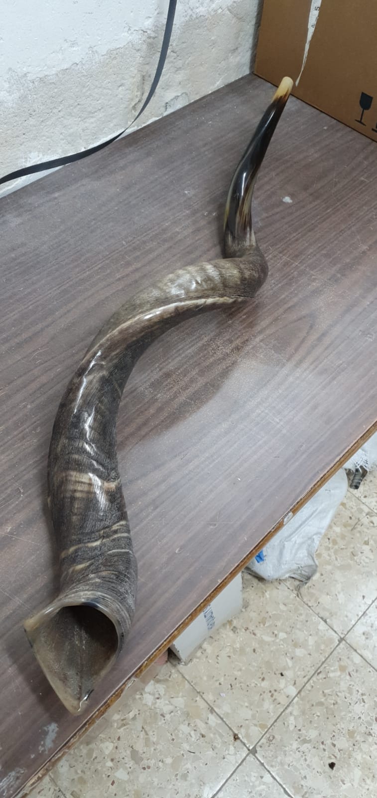 Sale For Yemenite shofar kudu horn Chofar 49." (125CM) Half Natural VERY RARE!!