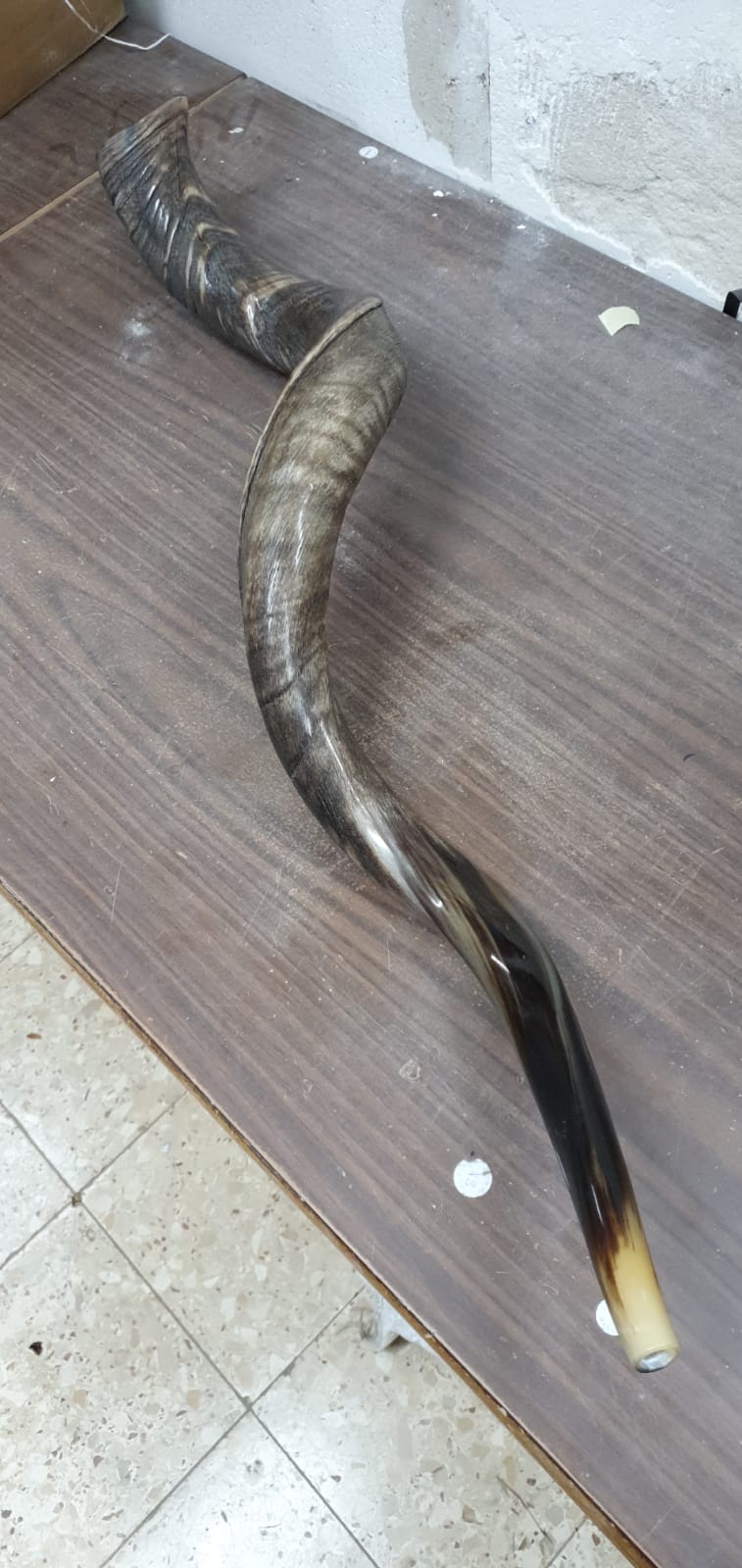 Sale For Yemenite shofar kudu horn Chofar 49." (125CM) Half Natural VERY RARE!!